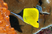 Forcipiger flavissimus (Common Longnose Butterflyfish)