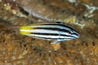 Halichoeres prosopeion (Twotone Wrasse)