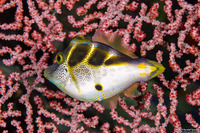 Paraluteres prionurus (Mimic Filefish)