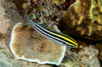 Meiacanthus grammistes (Striped Fangblenny)