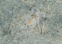 Octopus sp.3 (Octopus sp.3)