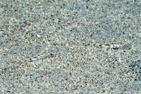 Istigobius nigroocellatus (Black-Spotted Sandgoby)