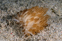 Phyllodesmium rudmani (Rudman's Phyllodesmium)