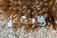 Ancylomenes magnificus (Magnificent Anemone Shrimp)