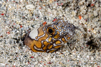 Ophichthus bonaparti (Napoleon Snake Eel)