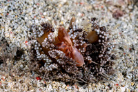 Porcellanella triloba (Three-Lobed Porcelain Crab)