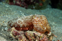 Sepia latimanus (Broadclub Cuttlefish)