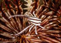 Allogalathea elegans (Elegant Crinoid Squat Lobster)