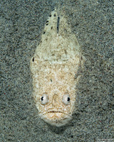 Uranoscopus sulphureus (Whitemargin Stargazer)