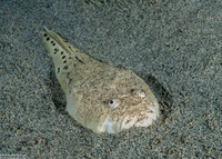 Uranoscopus sulphureus (Whitemargin Stargazer)