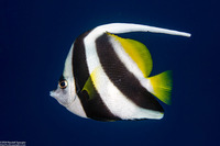 Heniochus acuminatus (Longfin Bannerfish)