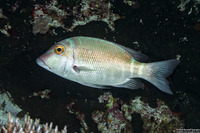 Lethrinius amboinensis (Longfin Emperor)