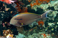 Acanthurus nigricauda (Blackstreak Surgeonfish)