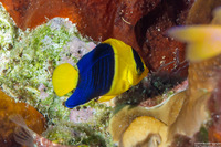 Centropyge bicolor (Bicolor Angelfish)