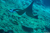 Mobula alfredi (Coastal Manta Ray)