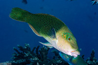 Hemigymnus melapterus (Blackeye Thicklip)