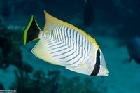 Chaetodon trifascialis (Chevroned Butterflyfish)