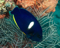 Centropyge tibicen (Keyhole Angelfish)