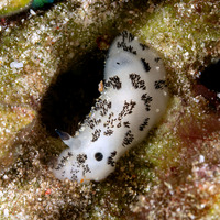 Jorunna funebris (Mourning Jorunna)