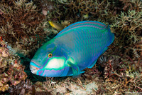 Chlorurus bleekeri (Bleeker's Parrotfish)