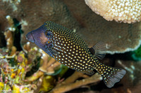 Ostracion meleagris (Spotted Boxfish)