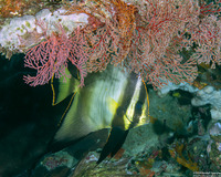 Platax pinnatus (Pinnate Spadefish)