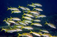 Mulloidichthys vanicolensis (Yellowfin Goatfish)