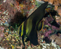 Platax pinnatus (Pinnate Spadefish)