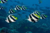 Heniochus diphreutes (Schooling Bannerfish)