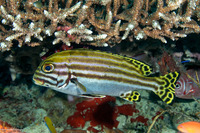 Plectorhinchus lessonii (Striped Sweetlips)