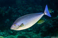 Naso hexacanthus (Sleek Unicornfish)