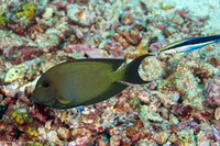 Labroides dimidiatus (Bluestreak Cleaner Wrasse)