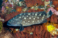 Epinephelus coeruleopunctatus (Whitespotted Grouper)