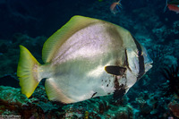 Platax batavianus (Batavia Spadefish)