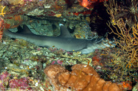 Triaenodon obesus (Whitetip Reef Shark)