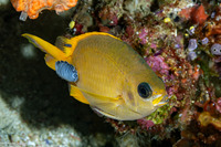 Chromis analis (Yellow Chromis)