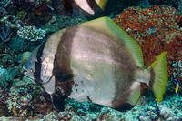 Platax batavianus (Batavia Spadefish)