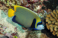 Pomacanthus imperator (Emperor Angelfish)