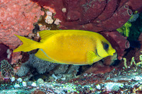 Siganus corallinus (Coral Rabbitfish)