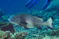 Plectorhinchus albovittatus (Giant Sweetlips)