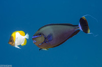 Hemitaurichthys polylepis (Pyramid Butterflyfish)