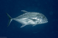 Caranx ignobilis (Giant Trevally)