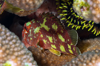 Sebastapistes cyanostigma (Yellow-Spotted Scorpionfish)