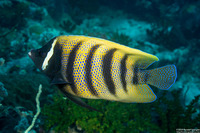 Pomacanthus sexstriatus (Six-Banded Angelfish)