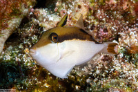 Sufflamen chrysopterum (Flagtail Triggerfish)