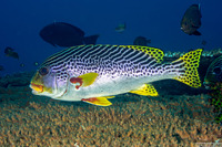 Plectorhinchus lineatus (Diagonal-Banded Sweetlips)