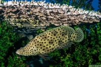 Cromileptes altivelis (Barramundi)