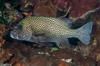 Plectorhinchus chaetodonoides (Many-Spotted Sweetlips)