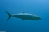 Scomberomorus commerson (Narrow-Barred Spanish Mackerel)