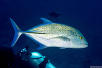 Caranx melampygus (Bluefin Trevally)